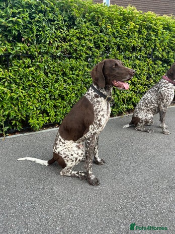 German Shorthaired Pointer dogs - Advert 2