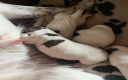 English Springer Spaniel dogs for sale: Springer spaniel puppies - Image 10
