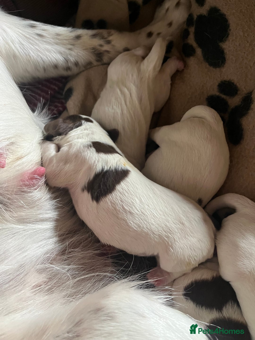 English Springer Spaniel dogs for sale: Springer spaniel puppies - Image 10