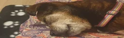 Mixed Breed dogs for adoption: Doobie 💙 in Woodbridge - Advert 2