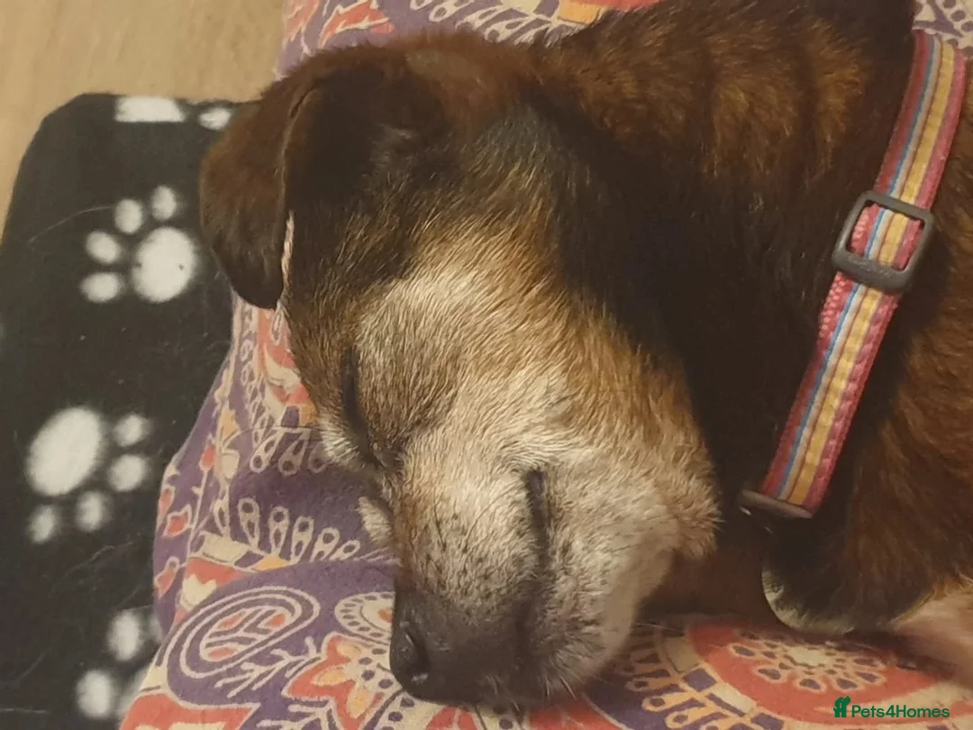 Mixed Breed dogs for adoption: Doobie 💙 in Woodbridge - Advert 2