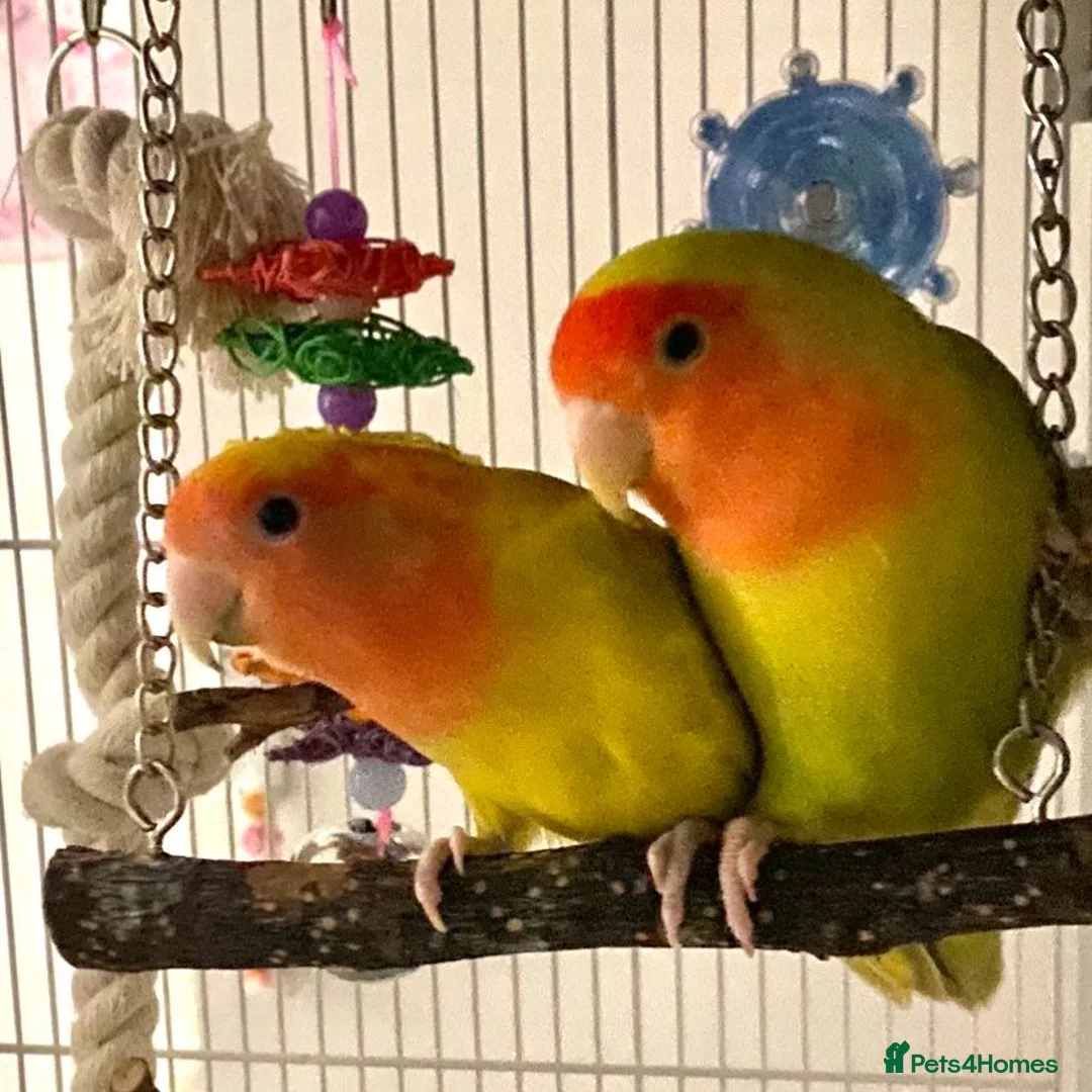 Lovebirds birds for sale: NEED GONE - Mixed Lovebirds with Cages - Advert 2