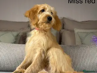 Goldendoodle dogs ONLY GIRLS AVAILABLE - Advert 4