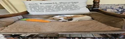 Jack Russell dogs for sale: TRADITIONAL JACK RUSSELL FROM WORKING ORGANIC FARM - Advert 7