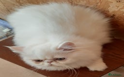 Persian cats for sale: READY NOW. GCCF REGISTERED PERSIAN KITTEN Male  - Image 1