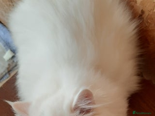 Persian cats - Advert 12