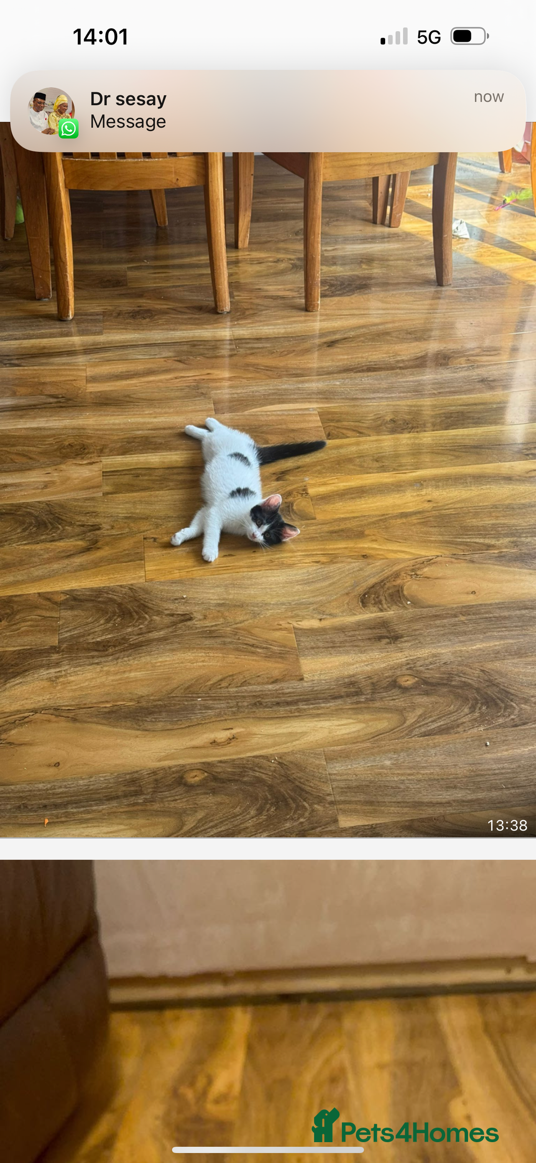 Domestic Shorthair cats for sale: 2 kittens for sale £80 both  - Image 3