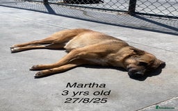 Mixed Breed dogs for adoption: Martha, 2-3 yr old. Available for adoption. in Brixham - Image 3