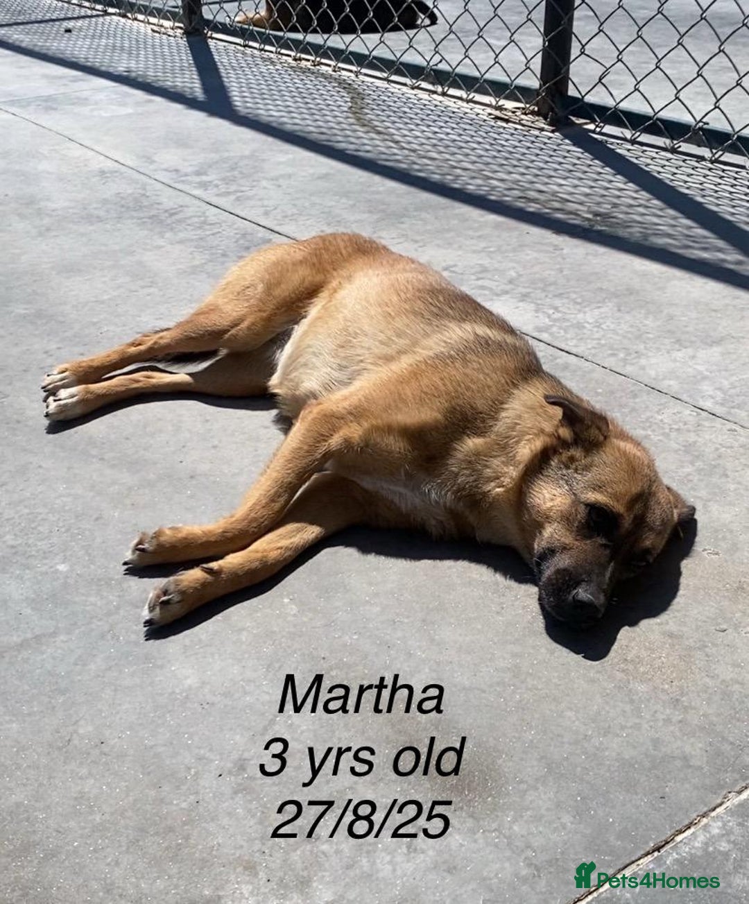 Mixed Breed dogs for adoption: Martha, 2-3 yr old. Available for adoption. in Brixham - Image 3