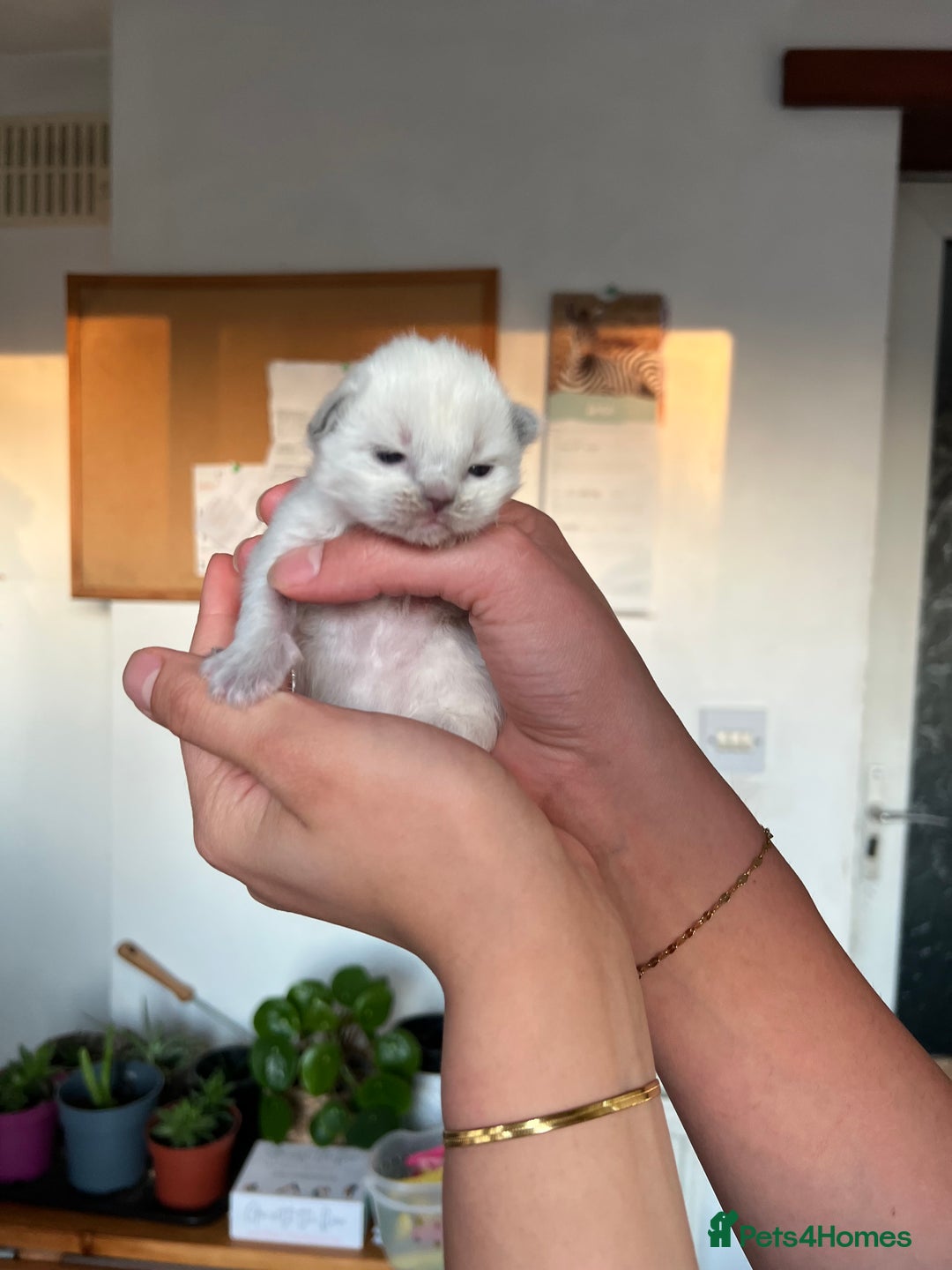Ragdoll cats for sale: 💖Purebred Beautiful Chocolate Ragdoll Kittens.💖 - Image 6