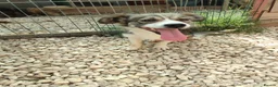 Mixed Breed dogs for adoption: Muki 1 year old Macedonian  Rescue - Advert 6