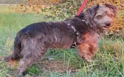 Norfolk Terrier dogs for adoption: Molly: The Tiny Puppy Who Survived the Forest - Image 4