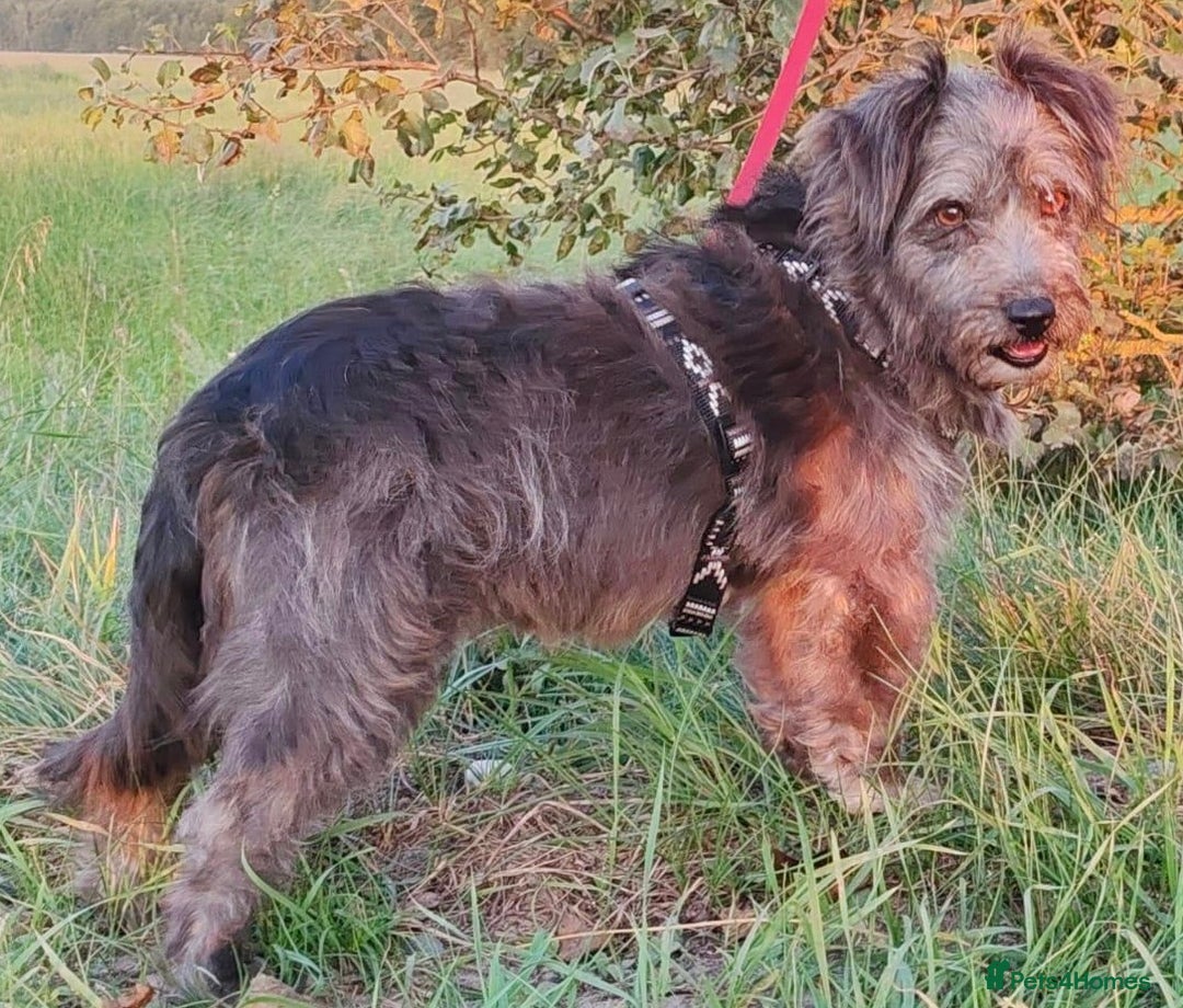 Norfolk Terrier dogs for adoption: Molly: The Tiny Puppy Who Survived the Forest - Image 4