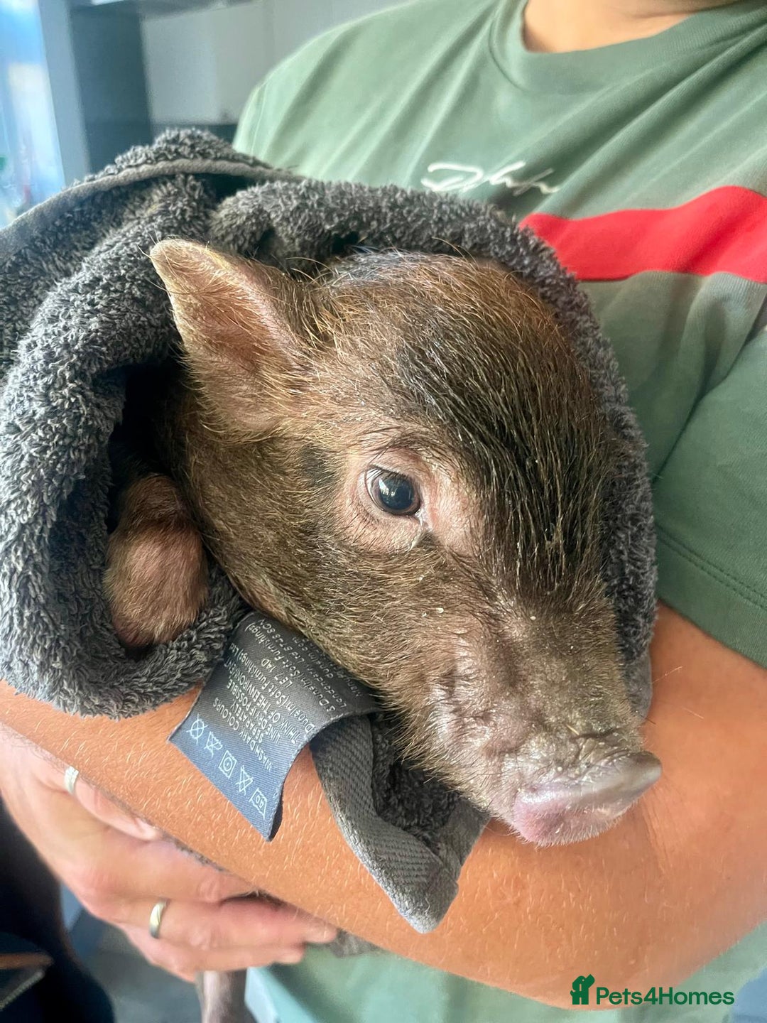 Pig livestock for sale: Real life miniture Richard ham micro pig  - Advert 13