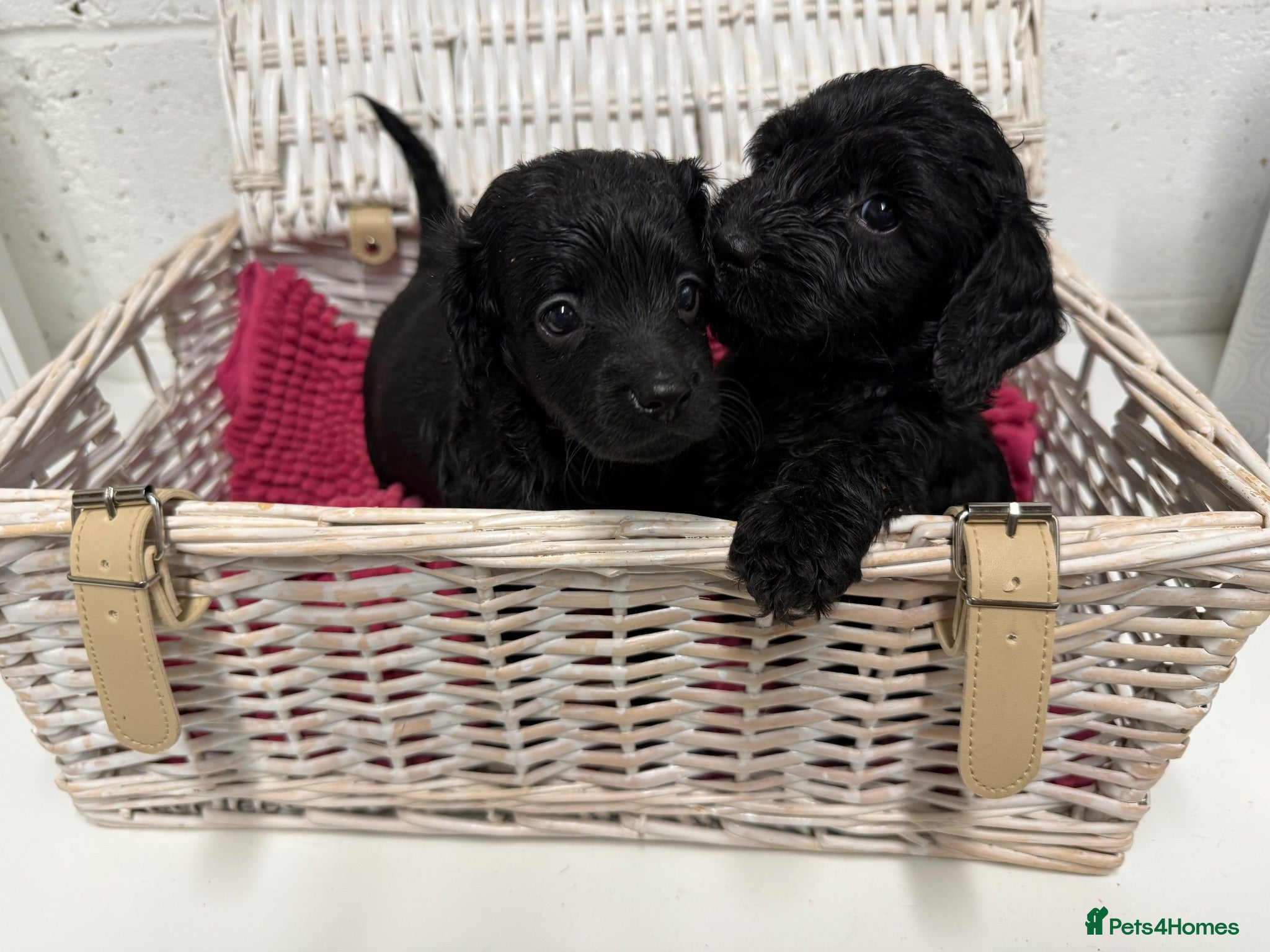 Cockapoo dogs Stunning Cockapoo Puppies - 3 Puppies Left  - Advert 2