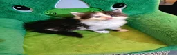 Maine Coon cats for sale: Maine Coon  - Advert 7