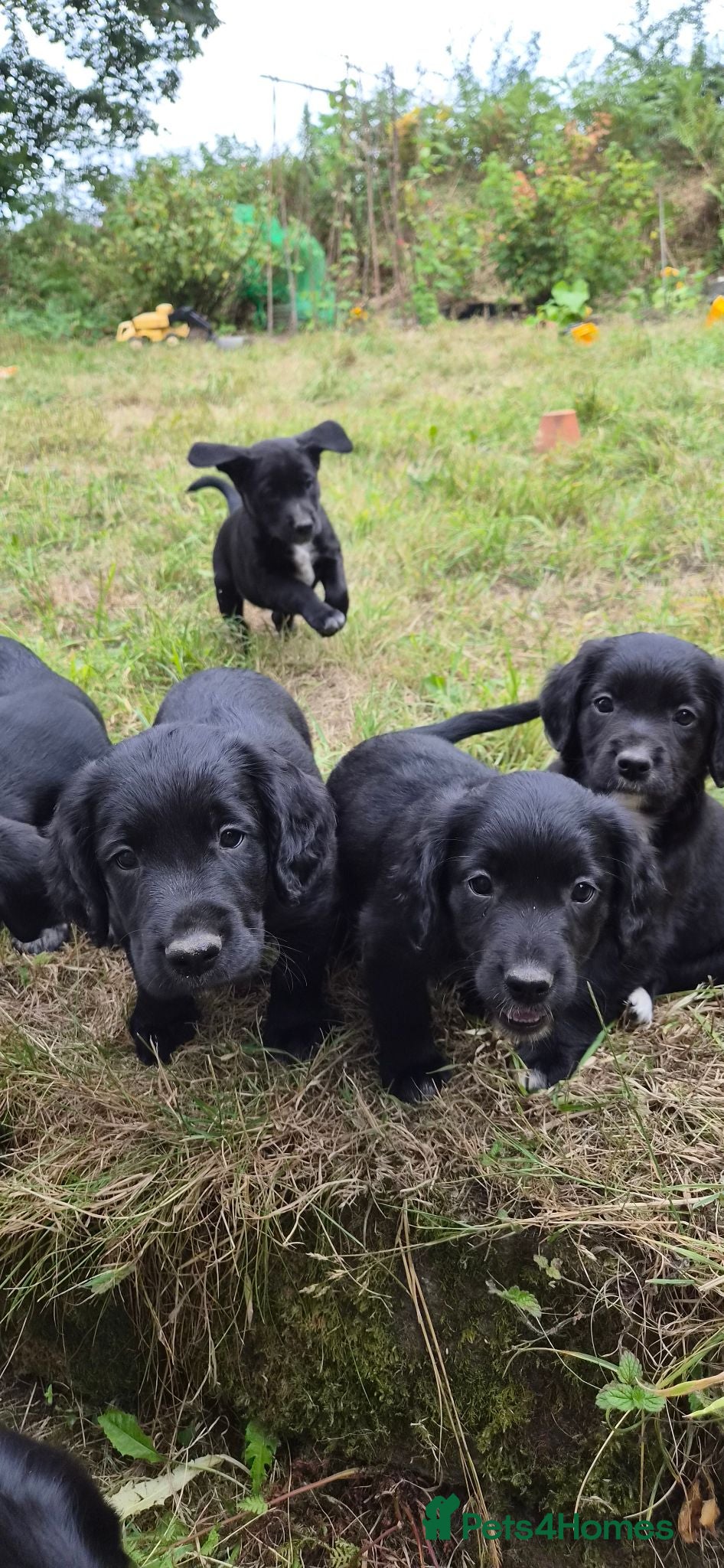 Mixed Breed dogs Cocker x Collie Puppies - Advert 2