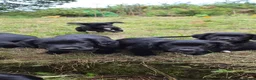 Mixed Breed dogs for sale: Cocker x Collie Puppies in Launceston - Advert 17