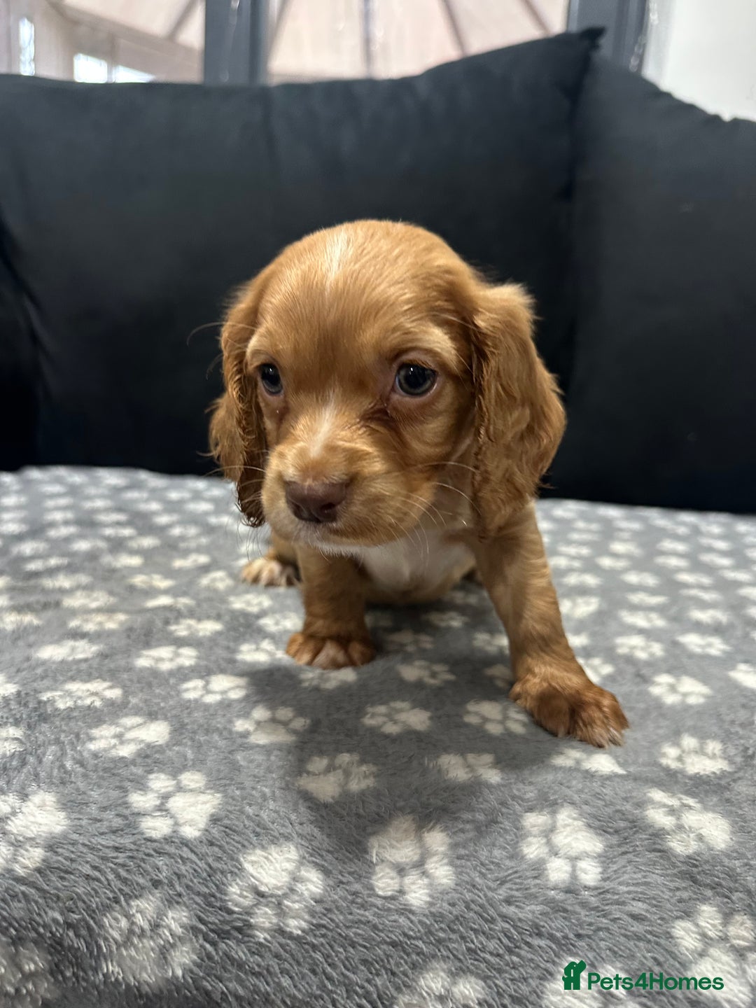Cocker Spaniel dogs for sale: 3 beautiful cocker spaniel puppies left  - Advert 18