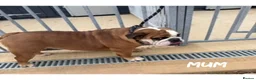 English Bulldog dogs for sale: Standard English bulldog  - Advert 5