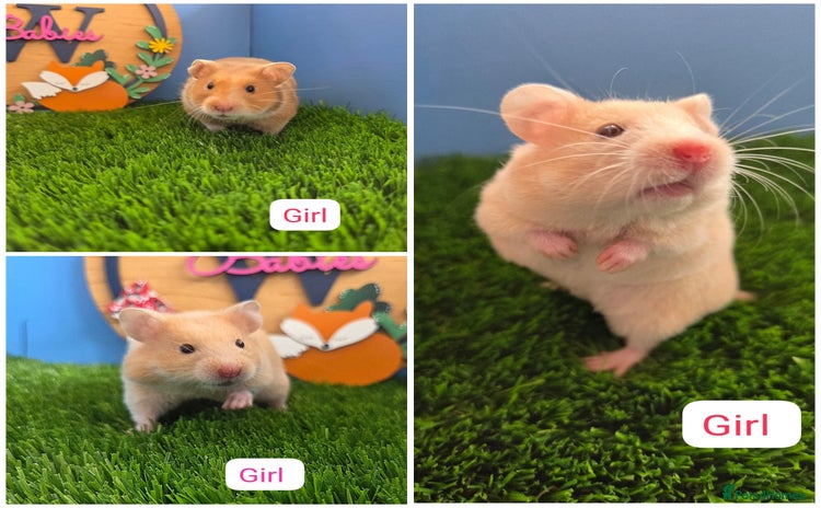 Hamster rodents - Advert 1