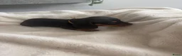 Miniature Dachshund dogs for sale: 1 girl left! Ready to go! KC Miniature Dachshunds - Advert 6