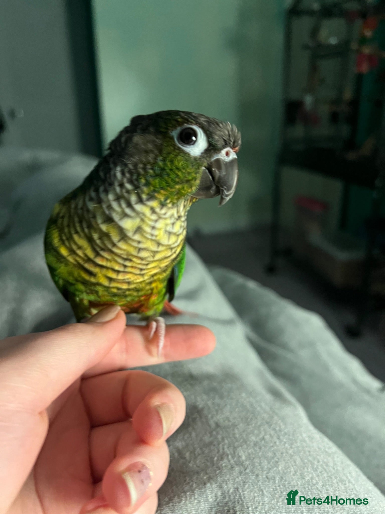 Conures birds Meet Belle and Killian! - Advert 4