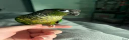 Conures birds for sale: Meet Belle and Killian! in Trowbridge - Advert 1