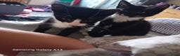 Mixed Breed cats for sale: 2 beautiful kittens - Advert 7