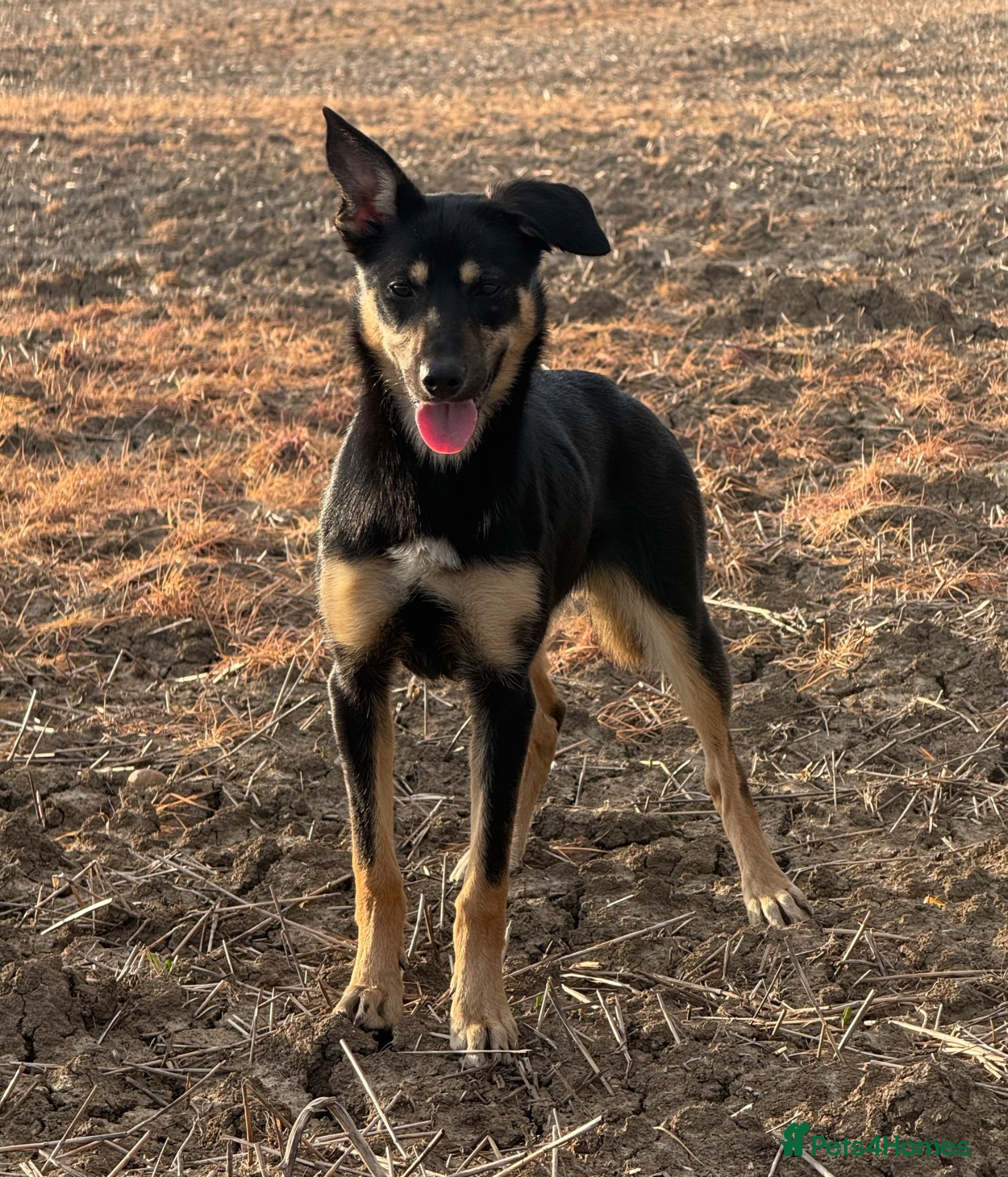 Mixed Breed dogs for sale: Kelpie x bitch - Advert 1