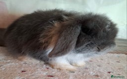 Mini Lop rabbits for sale: Mini lop kits - Image 9