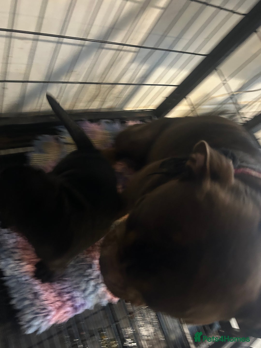 Olde English Bulldogge dogs for sale: absolutely stunning puppy - Image 3