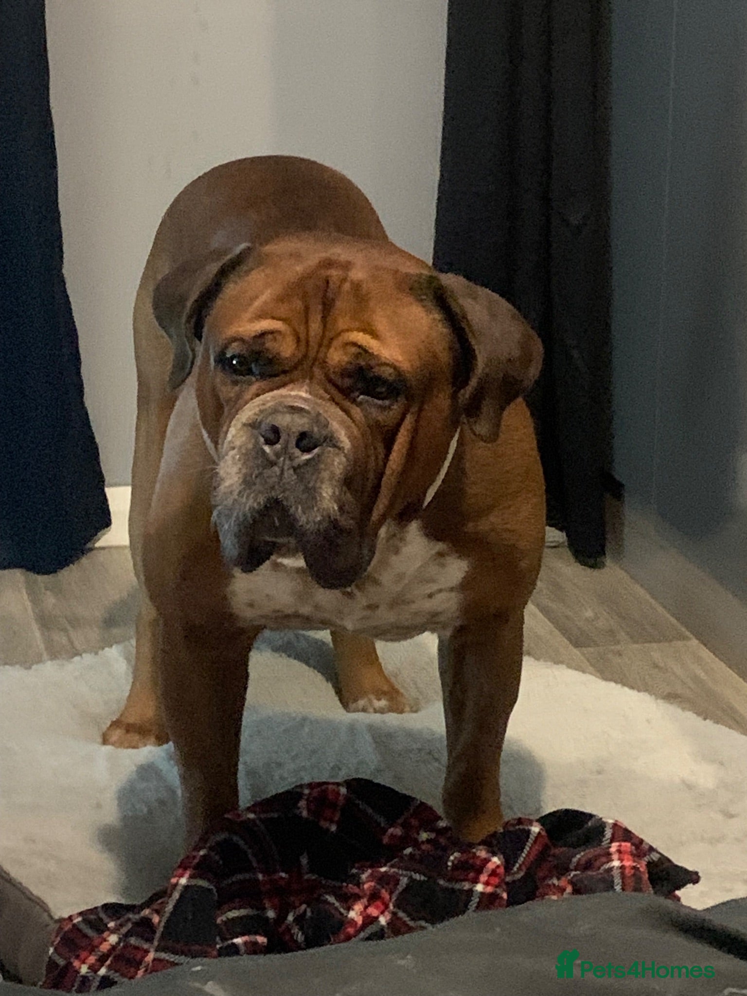 Mixed Breed dogs Big boy duke  - Advert 2
