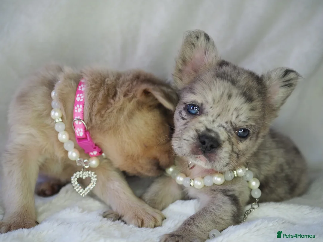 French Bulldog dogs for stud: STUD Full Fluffy Visual Merle £500 all in  in Liverpool - Advert 17