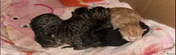 British Shorthair cats for sale: Beautiful Tabby Male Kitten –Ready Now - Advert 13