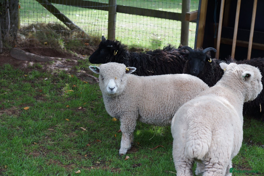 Sheep livestock for sale: Ryeland Ewe and Wether Looking for a Pet Home - Image 3