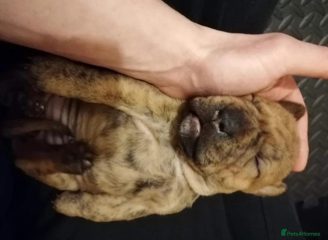 Mixed Breed dogs for sale: Mother and daughter, 3/4 Staffy 1/4 sharpei - Advert 5