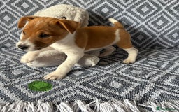 Mixed Breed dogs for sale: 💙 3 Beautiful Boys 💙 - Image 6