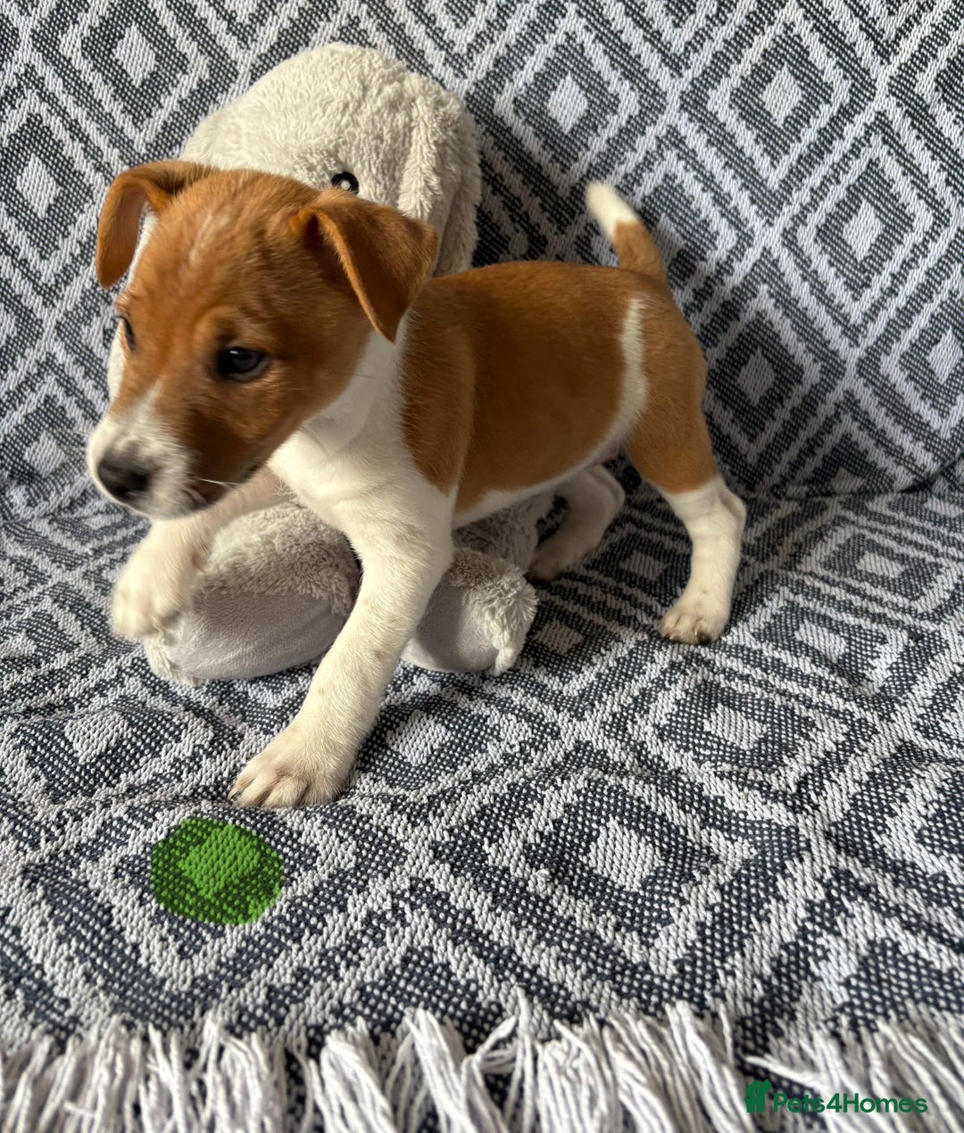 Mixed Breed dogs for sale: 💙 3 Beautiful Boys 💙 - Image 6