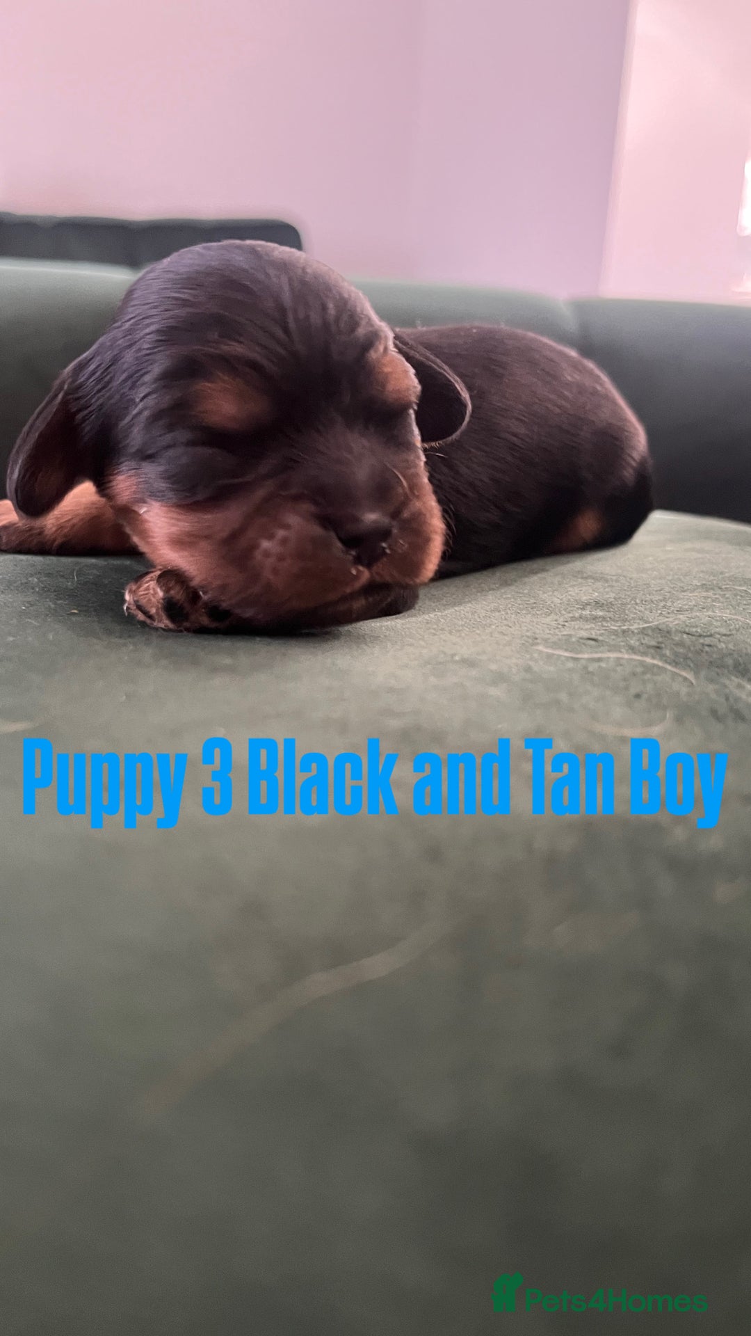 Cavalier King Charles Spaniel dogs for sale: Beautiful KC Registered Cavalier King Charles Pups - Advert 11