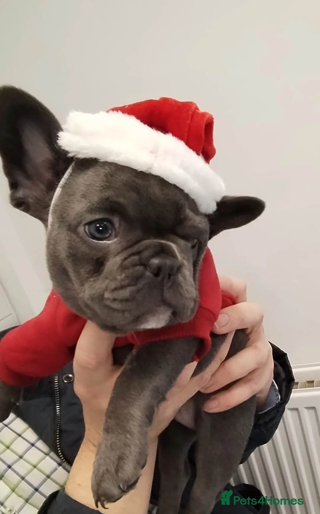 French Bulldog dogs for sale: French bulldog female blue colour - Advert 11