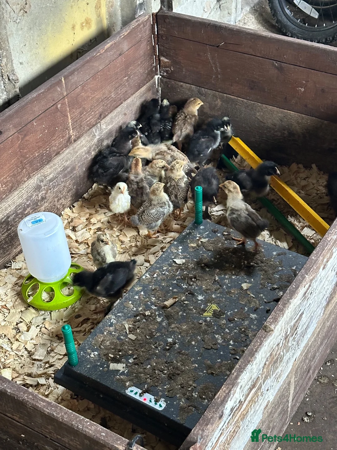 Chickens poultry for sale: Hybrids and Pure Breeds and chicks  - Advert 2