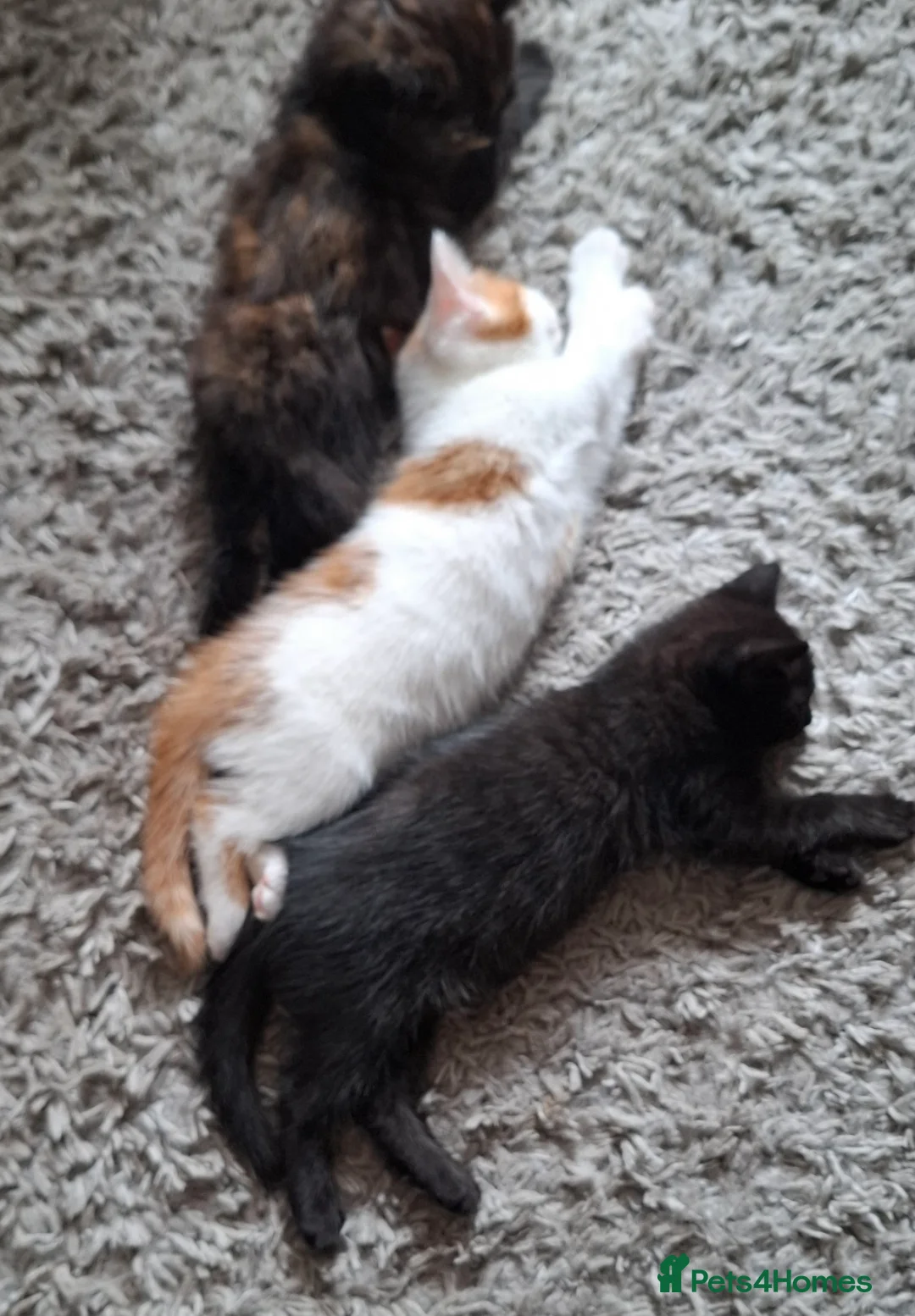 Mixed Breed cats for sale: Beautiful kittens  - Advert 5