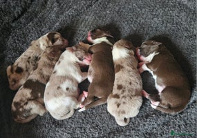 Border Collie dogs Red Merle Puppies - Advert 1