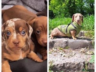 Miniature Dachshund dogs KC Dash PRA clear STUD DNA in pictures in Ramsgate - Advert 22