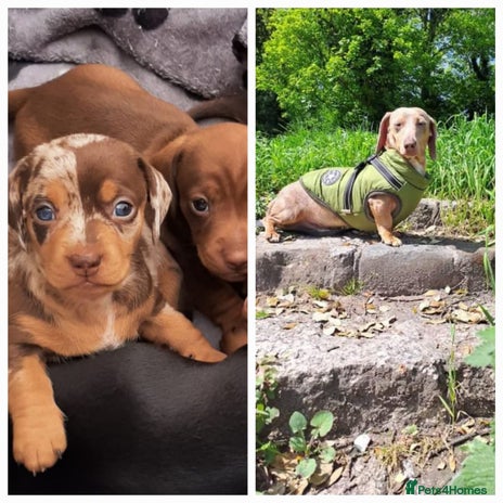 Miniature Dachshund dogs KC Dash PRA clear STUD DNA in pictures in Ramsgate - Advert 1