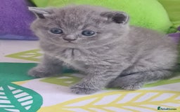 British Shorthair cats for sale: ⚜️British ShortHair Blue &Lilac kittens ⚜️GCCF ⚜️ - Image 7