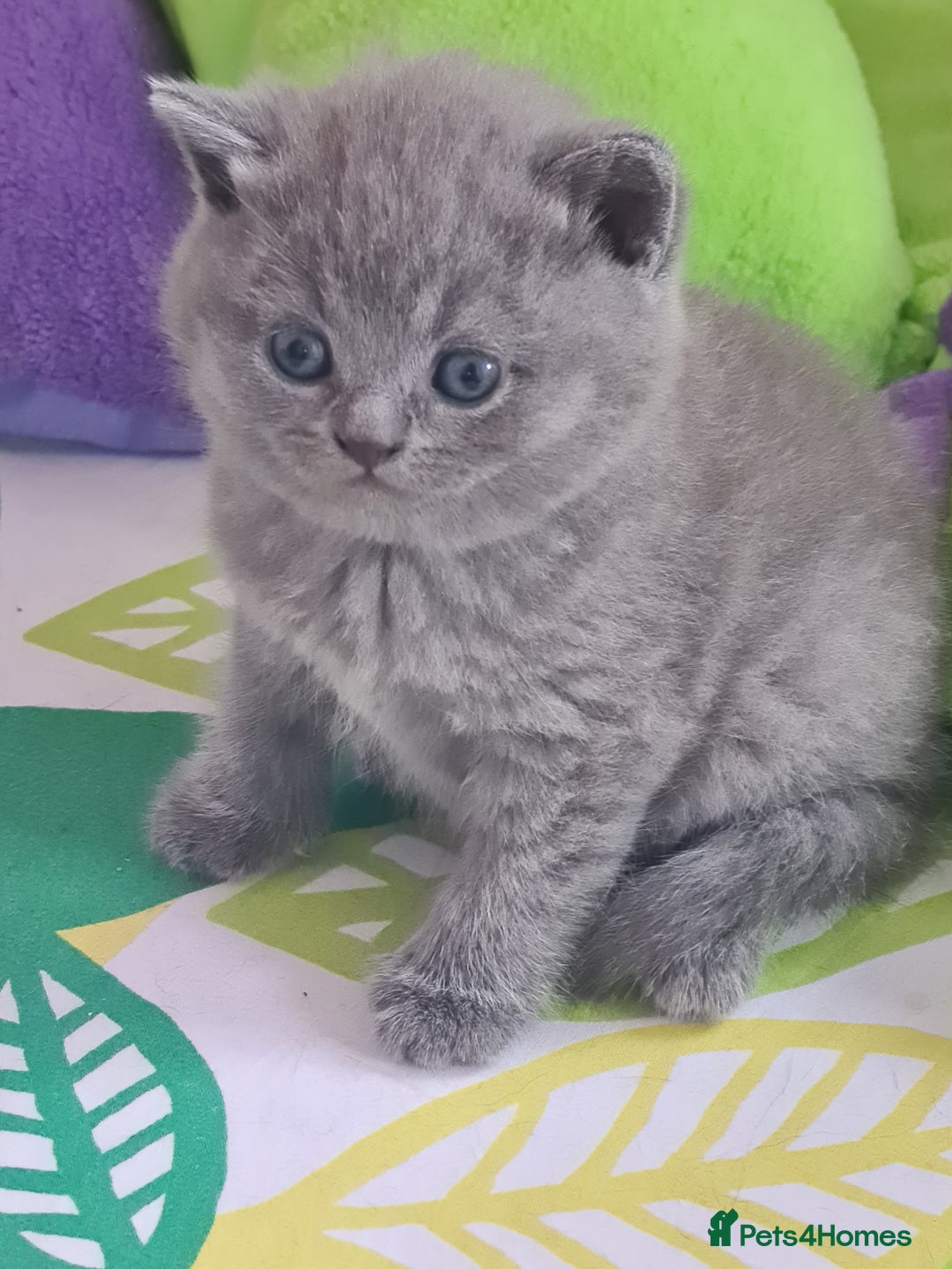 British Shorthair cats for sale: ⚜️British ShortHair Blue &Lilac kittens ⚜️GCCF ⚜️ - Image 7