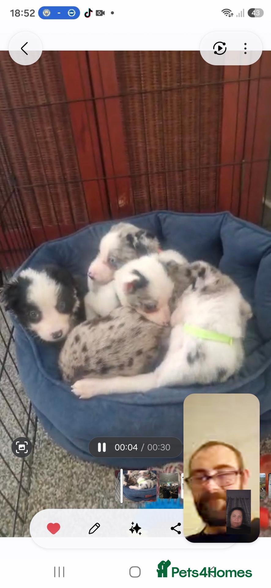 Border Collie dogs for sale: 10 Border Collie pups - Advert 2