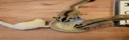 Sugar Glider rodents for sale: 3 Female Gliders Seeking Loving Home – London - Advert 8